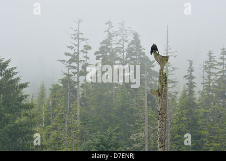 Pygargue à tête blanche (Haliaeetus leucocephalus) Perché sur un mât de Bill Reid, le Haida Gwaii (îles de la Reine Charlotte), British Columbia, Canada Banque D'Images