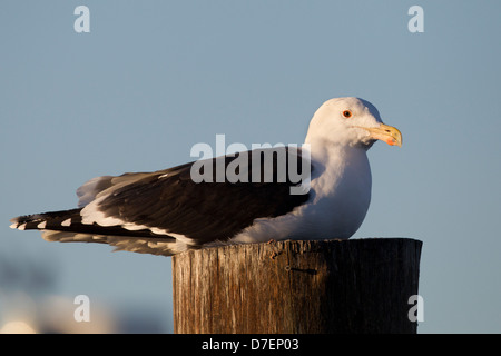 Goéland marin (Larus marinus), les adultes en plumage d'hiver, reposant sur un pylône dock dans Belmar, New Jersey. Banque D'Images