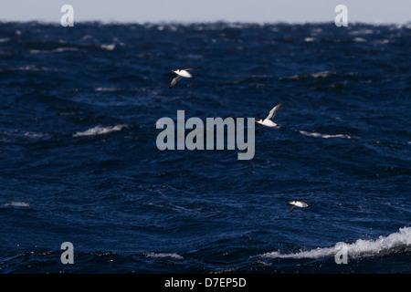 Petit pingouin (Alca torda torda), adultes en plumage d'hiver, en vol au dessus des eaux de l'Océan Atlantique Banque D'Images