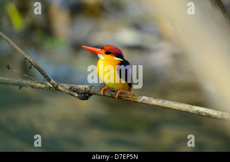 Belle femme noir Kingfisher (Ceyx erithacus) assis sur la succursale de Kaeng Krachan National Park, Thaïlande Banque D'Images