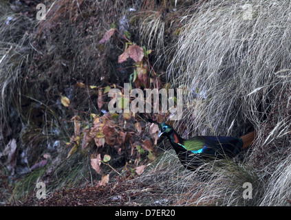 Bataille de couleurs. Himalayan Monal faisan dans son habitat sur la façon d'Tungnath à Kedarnath, Sanctuaire de faune de l'Inde Banque D'Images