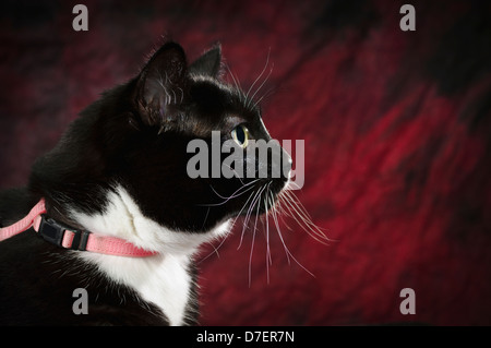 Portrait d'un profil d'un chat sur une toile rouge;St. Albert alberta canada Banque D'Images