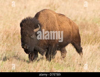 American bison dans les plaines de l'Oklahoma, USA. Banque D'Images