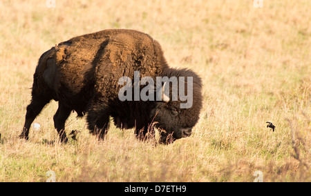 American bison dans les plaines de l'Oklahoma, USA. Banque D'Images