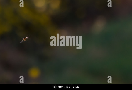 Vol d'un bourdon. Une abeille pris en photo dans la tête la première sur un vol de jour brumeux, avec fond d'herbe et de l'ajonc floue Banque D'Images