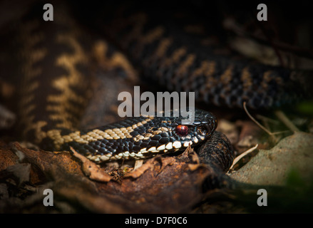 Adder, émergeant de la broussaille dans la chaude lumière du soleil. Banque D'Images