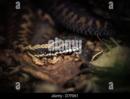 Adder, émergeant de la broussaille dans la chaude lumière du soleil. Banque D'Images