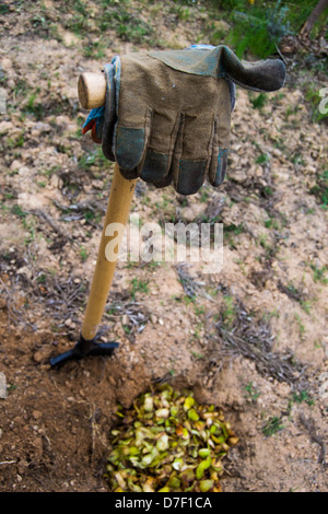 High angle shot de gant, pelle et le trou avec du compost Banque D'Images