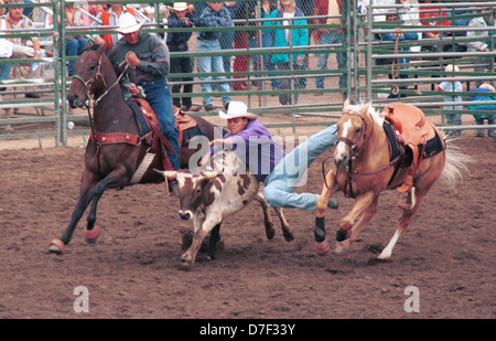 Bouvillon bulldogging Cowboy sur rodeo Arizona, Rodeo Cowboy le sport de compétition, le pouvoir d'orienter de l'wrestles à la masse, Banque D'Images