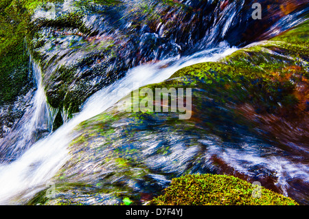 Eau cristalline d'un ruisseau forestier, coulant sur des roches vertes moussues. Banque D'Images