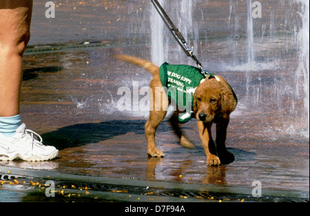 Chiot Chien-guide dans la formation (golden retriever/yellow Lab mix) tenus en laisse Banque D'Images