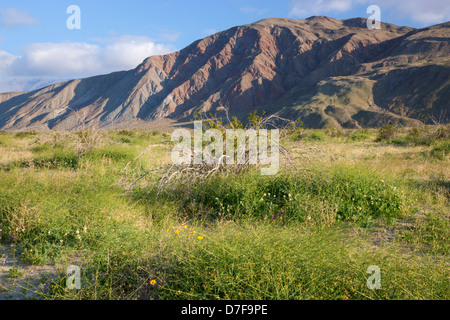 Sahara invasive envahit la moutarde des champs de fleurs sauvages le long de Henderson Canyon Road, Anza-Borrego Desert State Park, Californie Banque D'Images