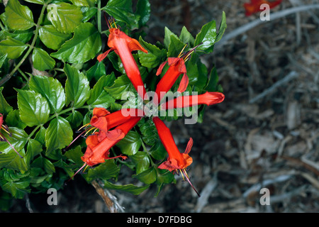 Tecoma capensis Cape Chèvrefeuille-- Famille Bignoniaceae Banque D'Images