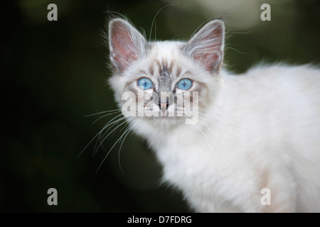 Chaton Sacré de Birmanie Banque D'Images