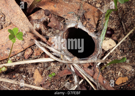 Australian Garden Wolf Spider trou dans sol- Famille Lycosidae Banque D'Images