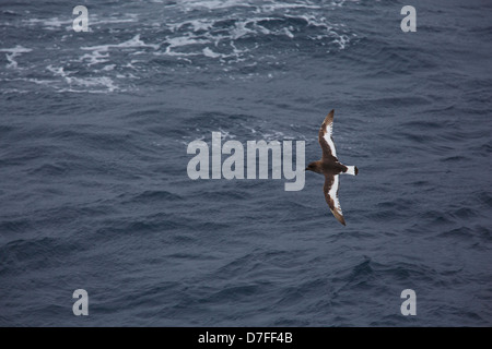 Pétrel antarctique (Thalassoica antarctica) Passage de Drake. Banque D'Images