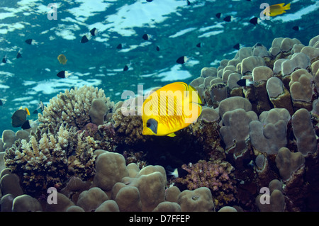 (Chaetodon semilarvatus papillons d'or) sur la barrière de corail. L'Egypte, Mer Rouge. Endémique de la Mer Rouge. Banque D'Images