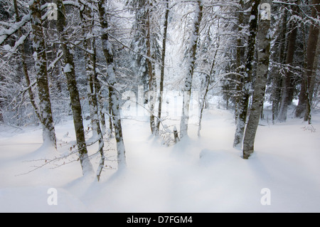 Forêt en hiver avec la neige et lumière dans, Haute Savoie, France. Banque D'Images