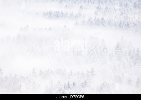 Vue sur une forêt de pins couverts de neige en hiver, avec le brouillard, Haute Savoie, France. Banque D'Images