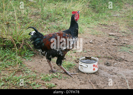 Free Range coq dans Hambourg, Afrique du Sud Banque D'Images