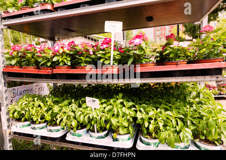 Les pépinières de fleurs dans des jardinières sur le marché aux puces de Mauerpark Dimanche, à Berlin, Allemagne. Banque D'Images