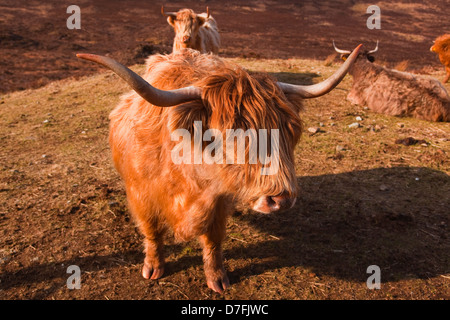 Une vache highland sur l'île de Skye en Ecosse. Banque D'Images