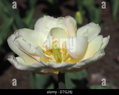 Les organes de reproduction de la fleur blanche Banque D'Images