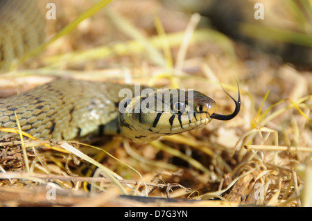 Interdit aux femmes grass Snake (Natrix helvetica), Royaume-Uni Banque D'Images
