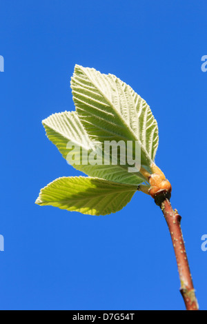 Vert feuilles sur les nouvelles pousses contre un ciel bleu au printemps Banque D'Images