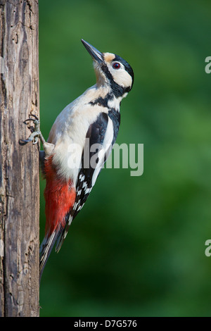 Close-up of a great spotted woodpecker (Dendrocopos major) se nourrissant sur un tronc d'arbre, vue latérale, Lee Valley, UK Banque D'Images