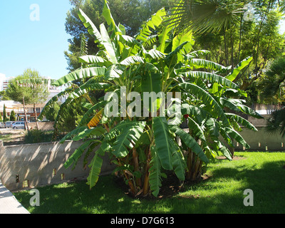Un plant de banane dans un parc sur l'île de Majorque en Espagne Banque D'Images