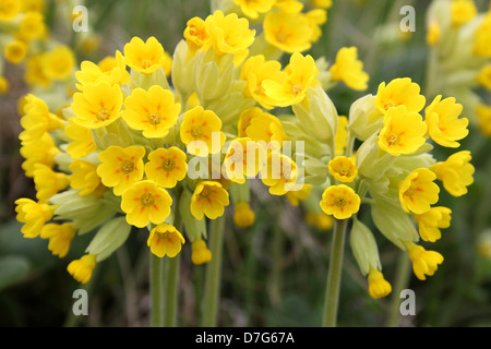 Primula veris coucou bleu Banque D'Images