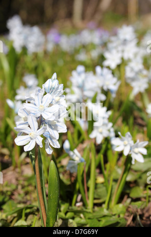 Striped Squill Bulbocodium libanotica Banque D'Images