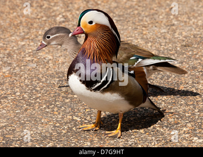 Canard Mandarin Aix galericulata, avec une femme passant derrière lui Banque D'Images