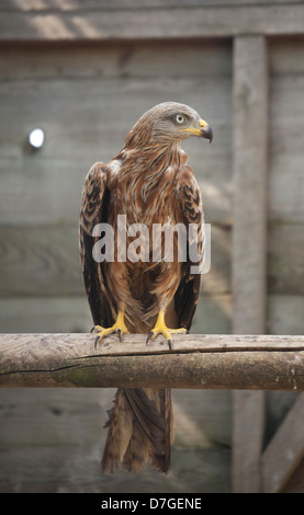 Red Kite en volière perché Banque D'Images