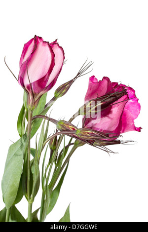 Lisianthus rose flower on white Banque D'Images