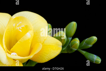 Fleur de freesia jaune et de bourgeons sur fond noir Banque D'Images