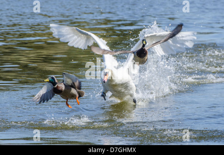 Blanc Cygne muet adultes agressifs chassant les Canards colverts au fil de l'eau dans le West Sussex, Angleterre, Royaume-Uni. Banque D'Images