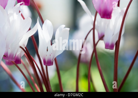 Cyclamen persicum. Cyclamen de Perse Banque D'Images