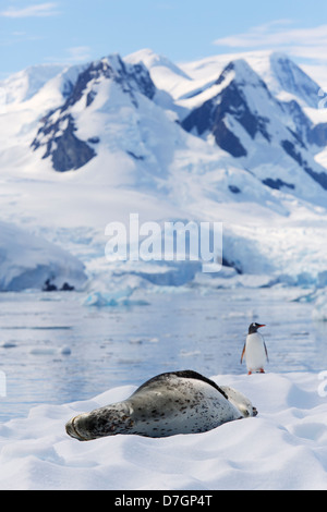 Hydrurga leptonyx léopard (joint) et une Gentoo pingouin, Cierva Cove de l'Antarctique. Banque D'Images