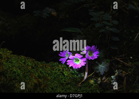 Fleurs le long de la façon d'explorer la nature. Kanchenjunga Sikkim national en Inde. Banque D'Images