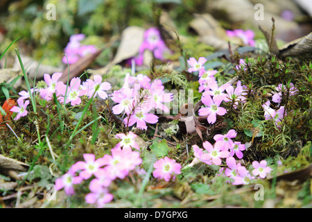 Fleurs le long de la façon d'explorer la nature. Kanchenjunga Sikkim national en Inde. Banque D'Images