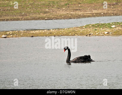 Preston, Royaume-Uni. Le mardi 7 mai. Black Swan rare vu à la réserve naturelle de Brockholes Preston, Lancashire, UK Crédit : Sue Burton/Alamy Live News Banque D'Images