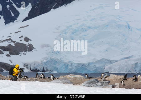 Visiteur photographier une colonie de pingouins Gentoo (Pygoscelis papua) sur l'Île Cuverville, l'Antarctique. Banque D'Images