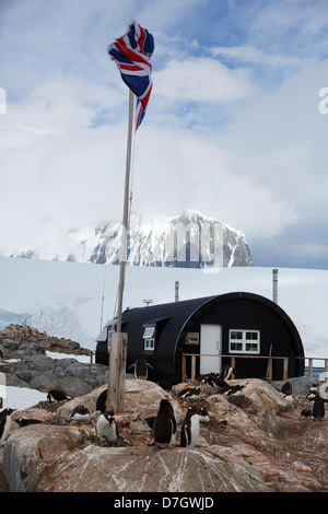 Manchots à l'ancienne base britannique 'A', géré par l'Antarctic Heritage Trust, Port Lockroy, sur l'Île Goudier, Antarctique Banque D'Images