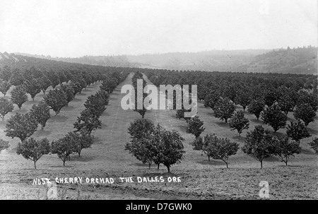 Cherry Orchard, The Dalles Banque D'Images