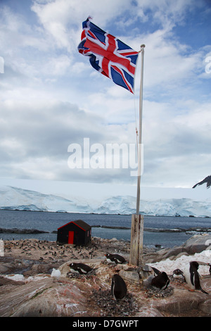 Manchots à l'ancienne base britannique 'A', géré par l'Antarctic Heritage Trust, Port Lockroy, sur l'Île Goudier, Antarctique Banque D'Images