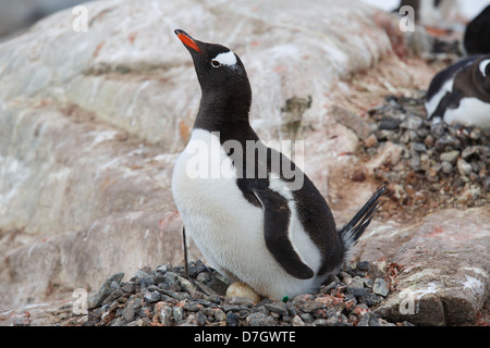 Manchots à l'ancienne base britannique 'A', géré par l'Antarctic Heritage Trust, de l'Île Goudier, Port Lockroy, l'Antarctique Banque D'Images