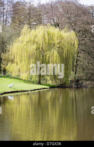 Saule pleureur (Salix babylonica) sur les rives de la rivière Blythe Warwickshire Angleterre Banque D'Images