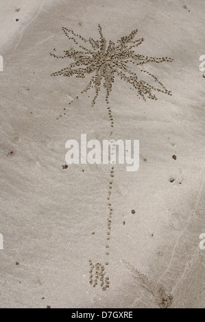 Palm tree patterns dans le sable crabe Hervey Bay Australie Queensland Banque D'Images